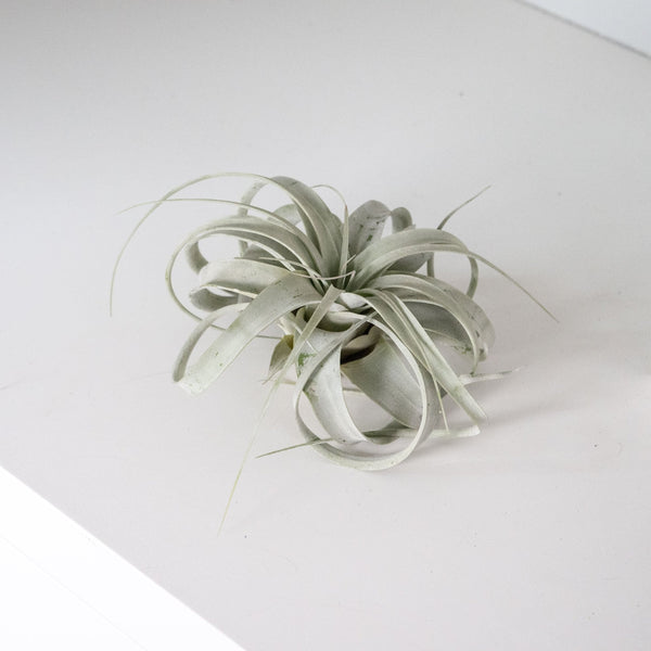 Planta de aire - Omotesando Plants