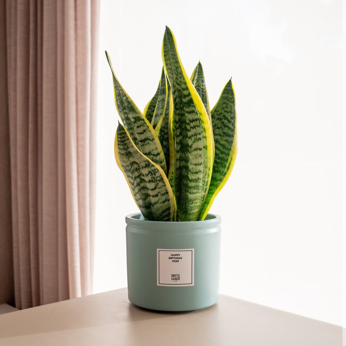 Sansevieria  Pflanze mit Nachricht kaufen  Omotesand Plants