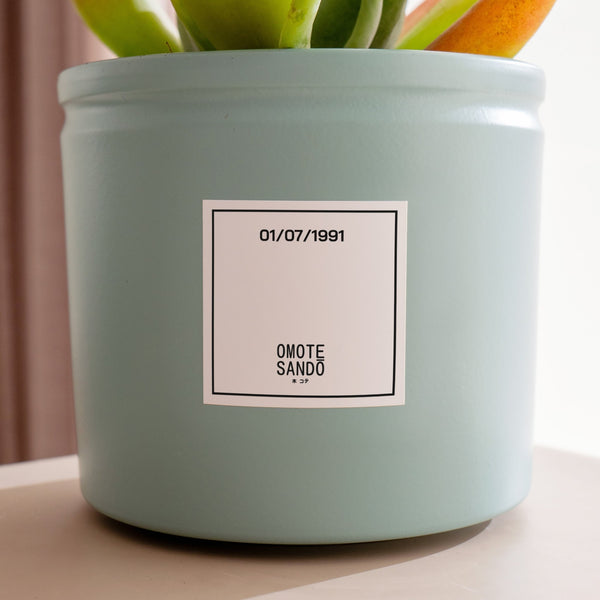 Spatifilium - Omotesandō Plants