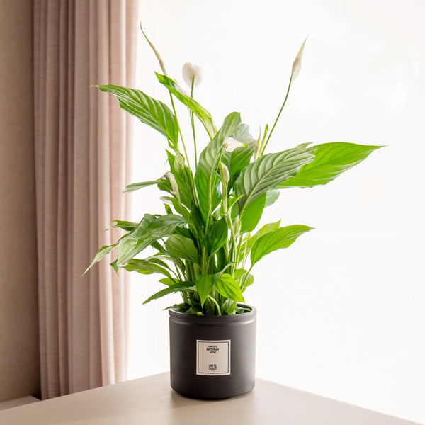 Spatifilium - Omotesandō Plants