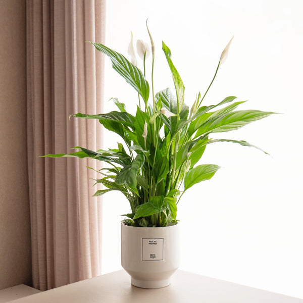 Spatifilium - Omotesandō Plants