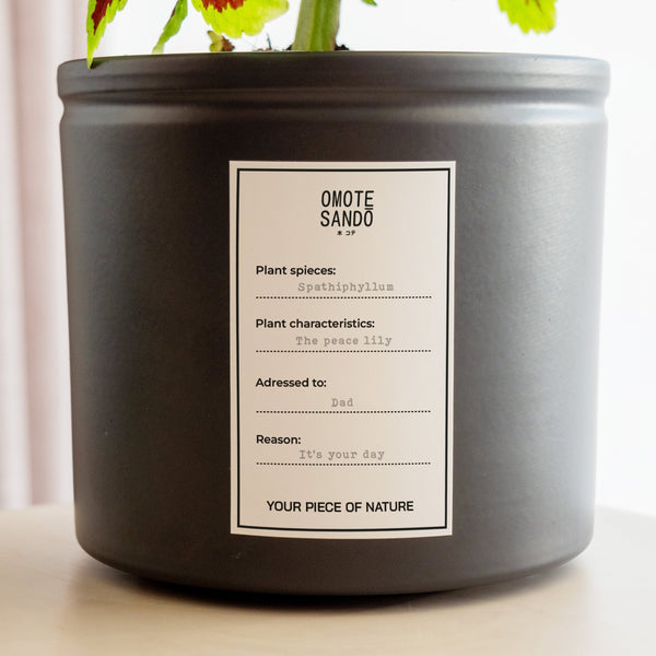 Spatifilium - Omotesandō Plants