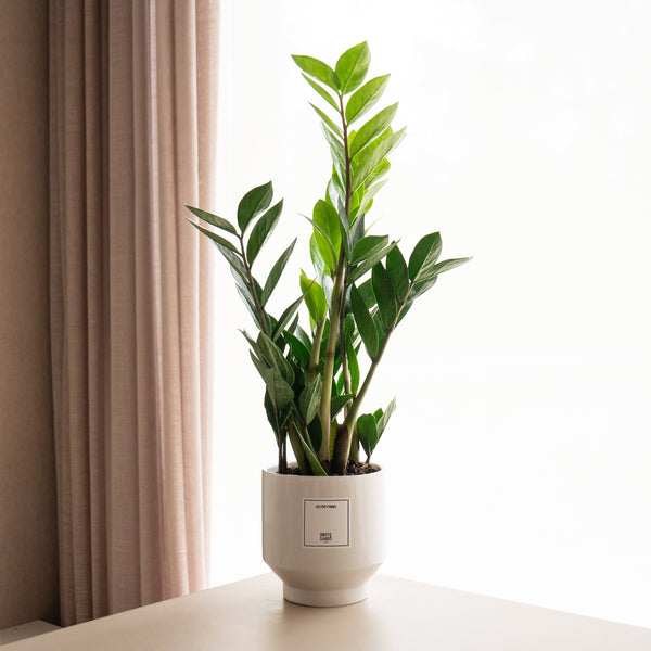 Zamioculca - Omotesandō Plants