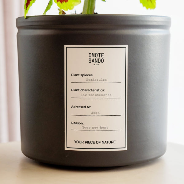 Zamioculca - Omotesandō Plants
