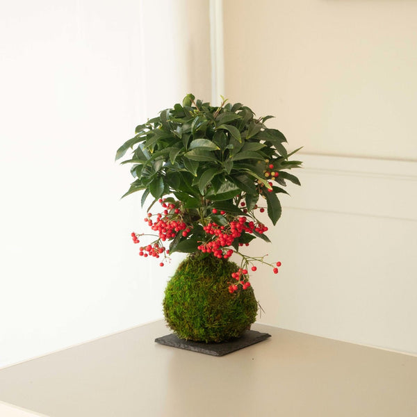 Ardisia, la kokedama más navideña - Omotesandō Plants