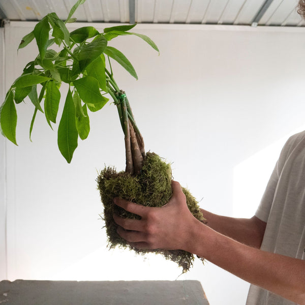 ¿Cada cuánto tiempo hay que trasplantar o renovar una kokedama? - Omotesandō Plants