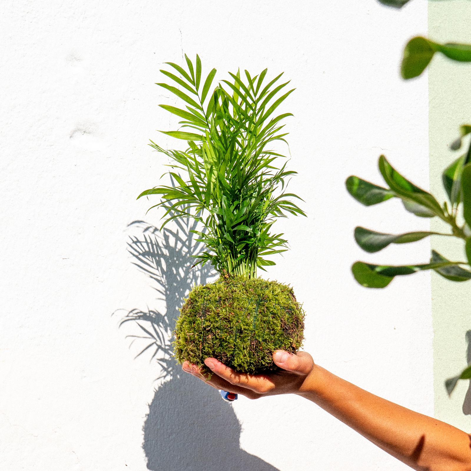 Hoe verzorg je een kokedama?