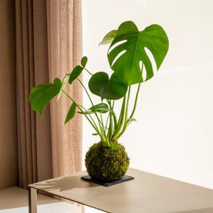 How to decorate a room with Kokedamas