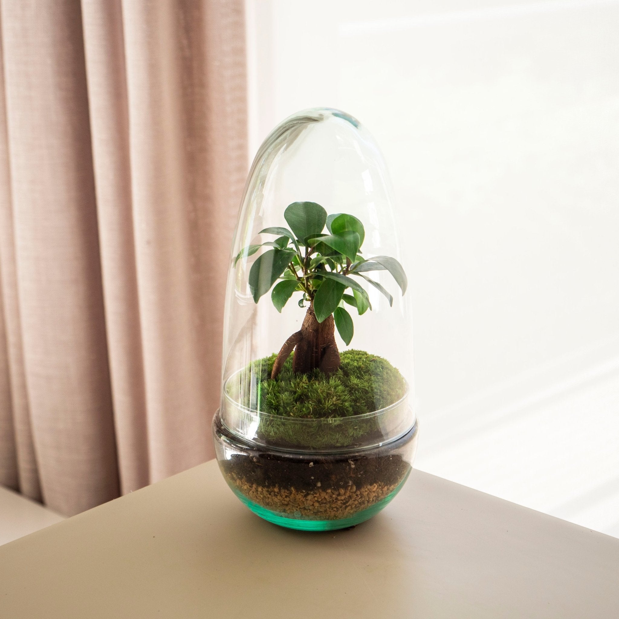 Wie gieße ich die Pflanzen in einem Terrarium?