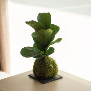 ¿Cómo hacer sustrato para realizar una kokedama? - Omotesandō Plants