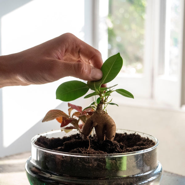 ¿Cómo podar tu jardín en un bol? - Omotesandō Plants