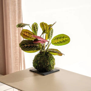 ¿Cómo regar la kokedama de Maranta? - Omotesandō Plants