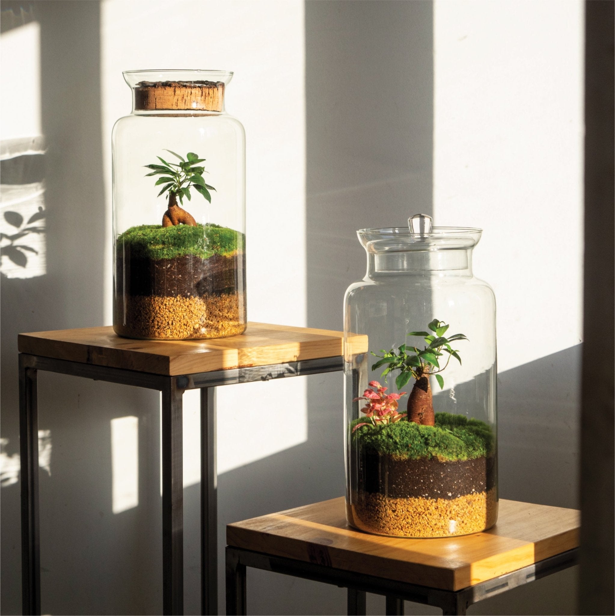 Hoe ademen planten in een gesloten terrarium?