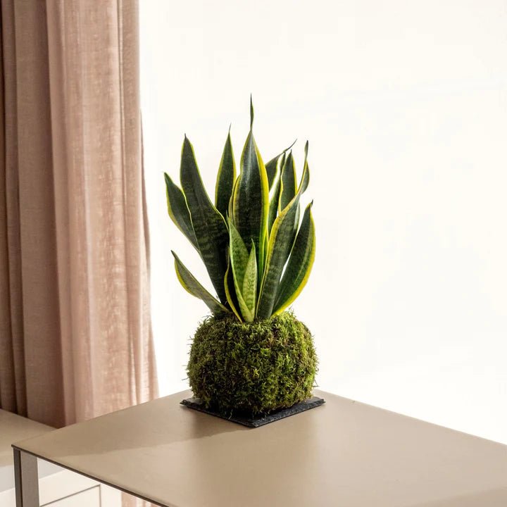 How to know if you are overwatering your plant Omotesandō Plants