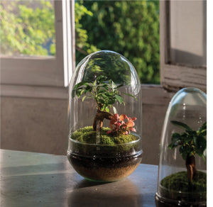 comment choisir le bon contenant pour un terrarium ?