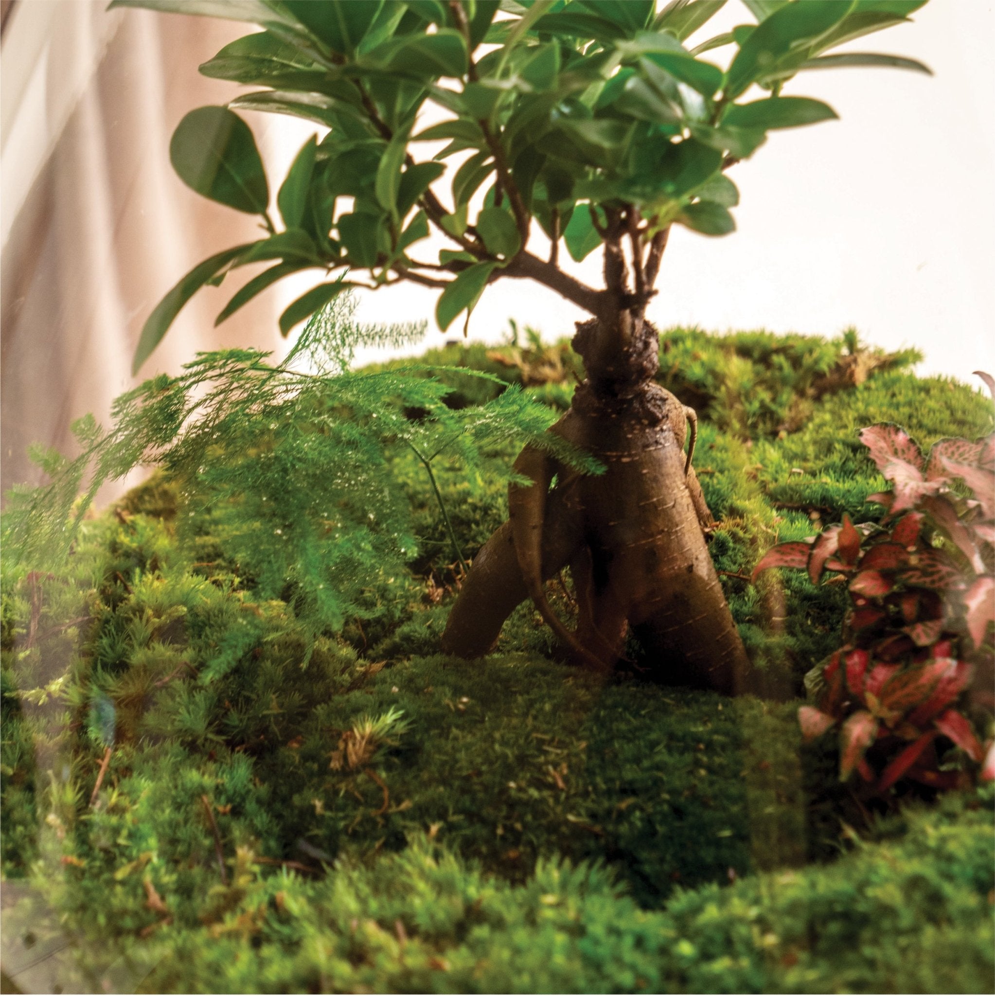 How do you maintain and prune plants in a terrarium or bowl garden?