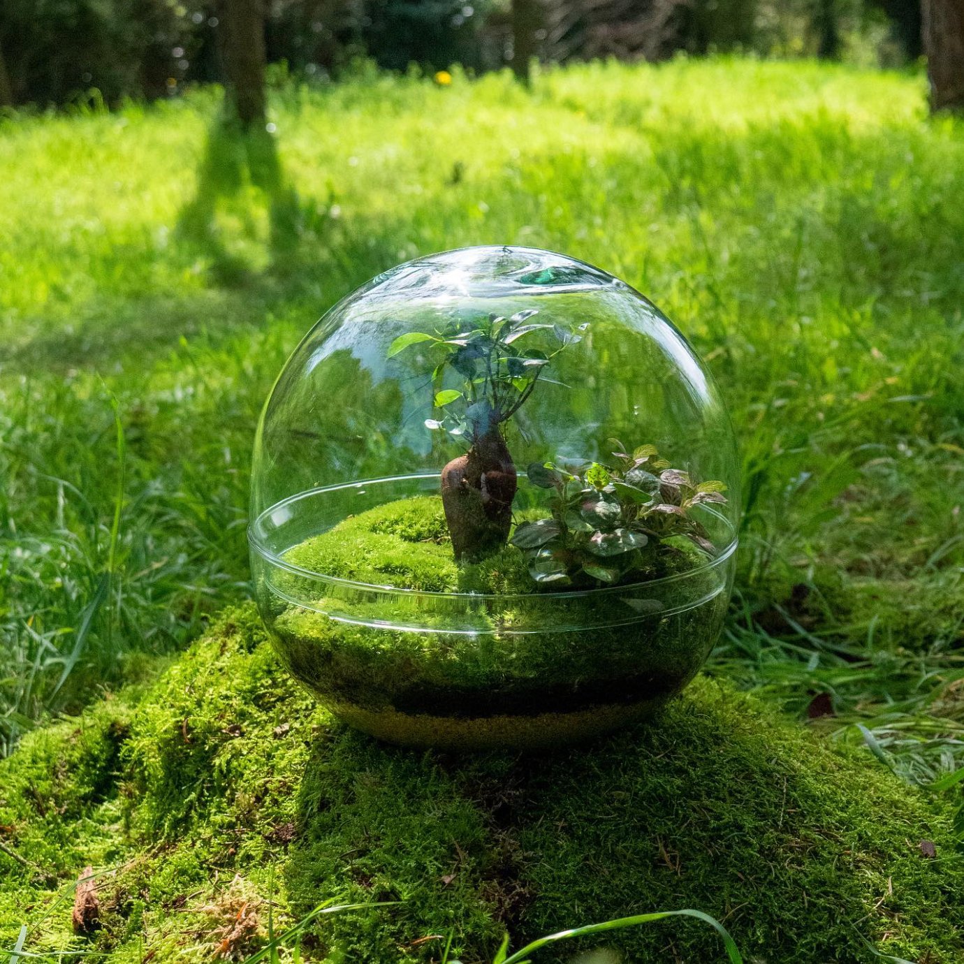 De quelle quantité de lumière les terrariums ont-ils besoin ?