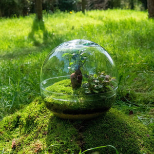 De quanta luz necessitam os terrários?