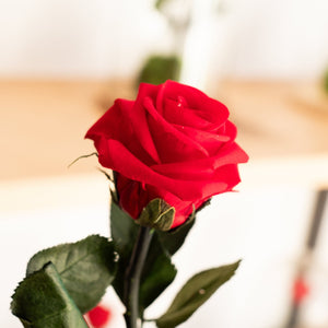 How long does a preserved rose last?