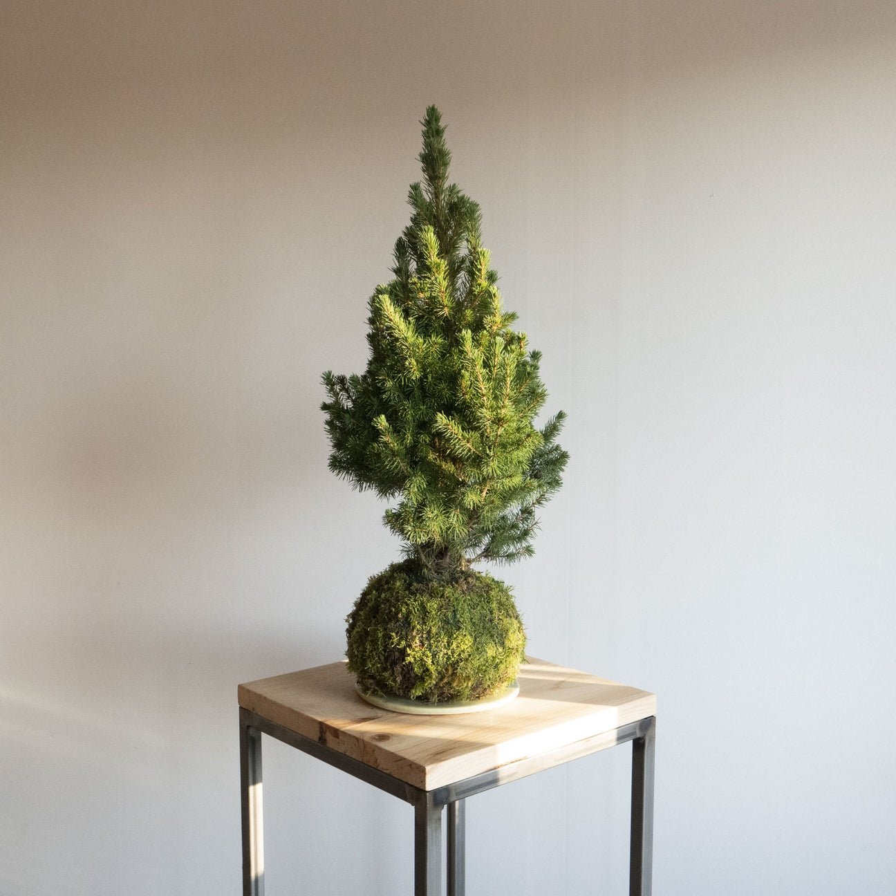 Der Mini Kokedama Tannenbaum