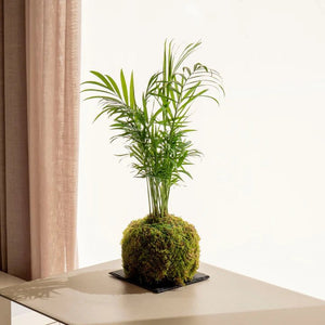 ¿Cómo se riega una kokedama? - Omotesandō Plants