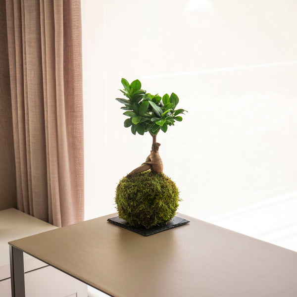 Ficus Ginseng, la kokedama con más éxito - Omotesandō Plants