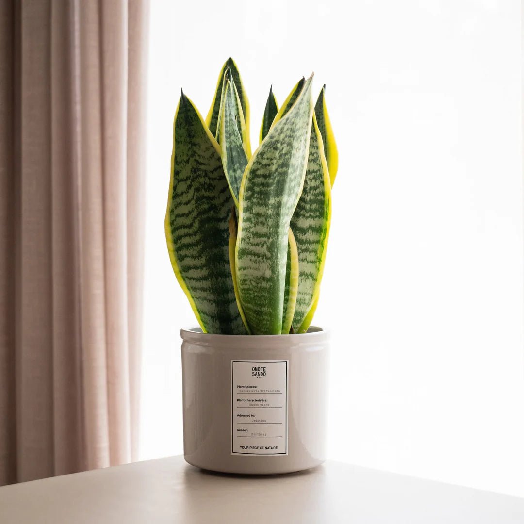 Hanko: Customize your plant in Omotesandō Plants