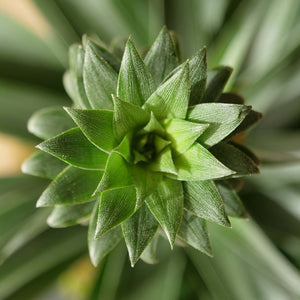 Hongos en las plantas de interior - Omotesandō Plants