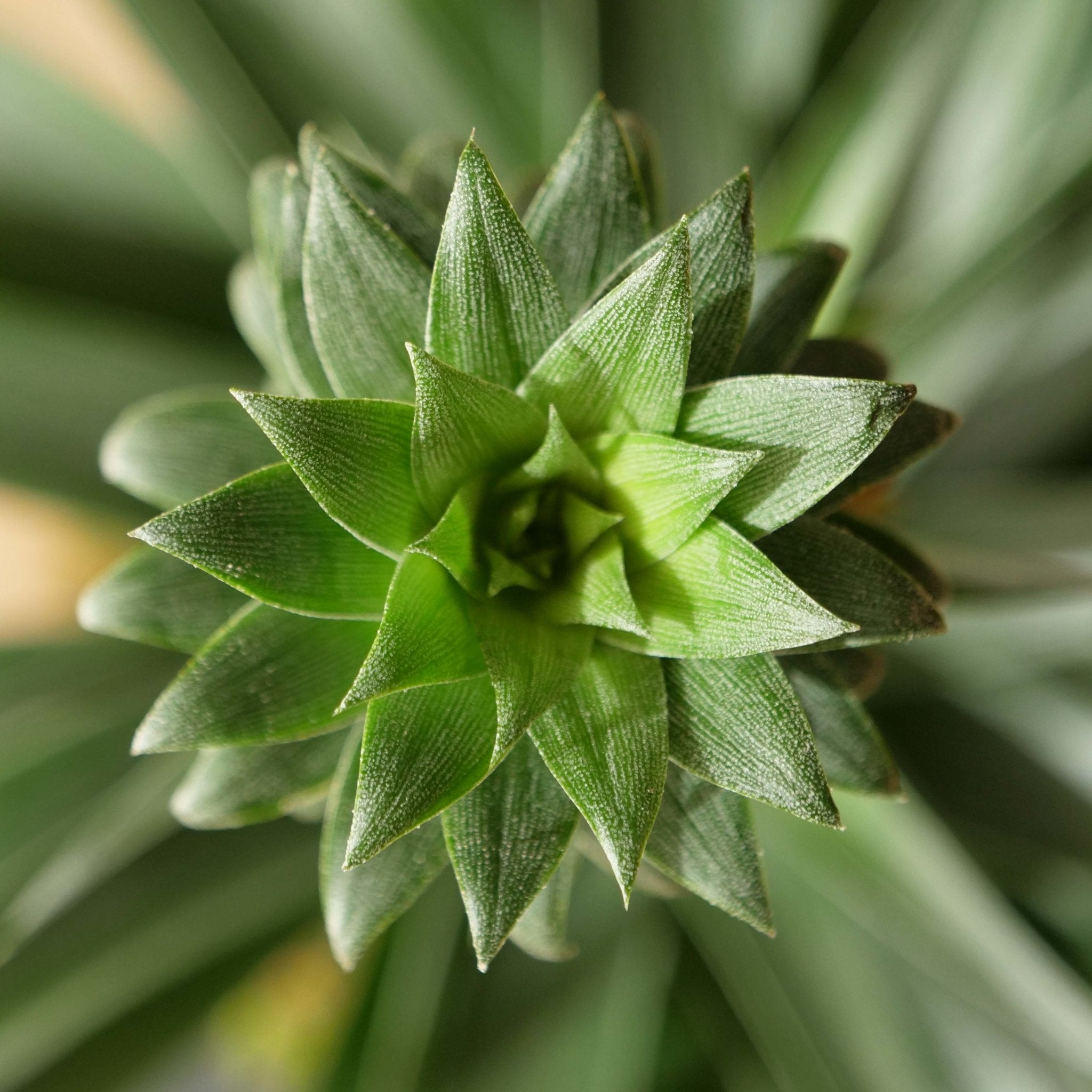 Fungos em plantas de interior