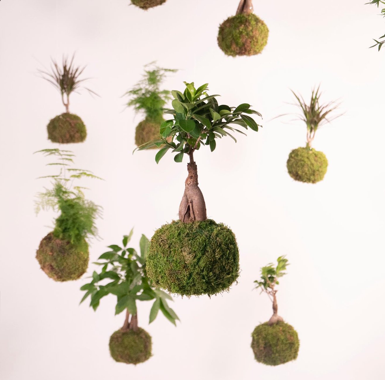 Kokedama's als hangplanten: Zwevende elegantie in je huis