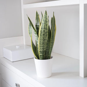 As kokedamas como plantas para decoração de inverno: Winter Wellness