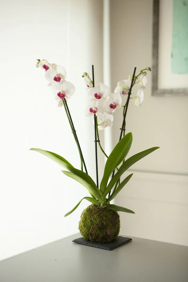 Kokedamas de Orquídeas Blancas: Una Elegante Elección para una Boda Inolvidable - Omotesandō Plants