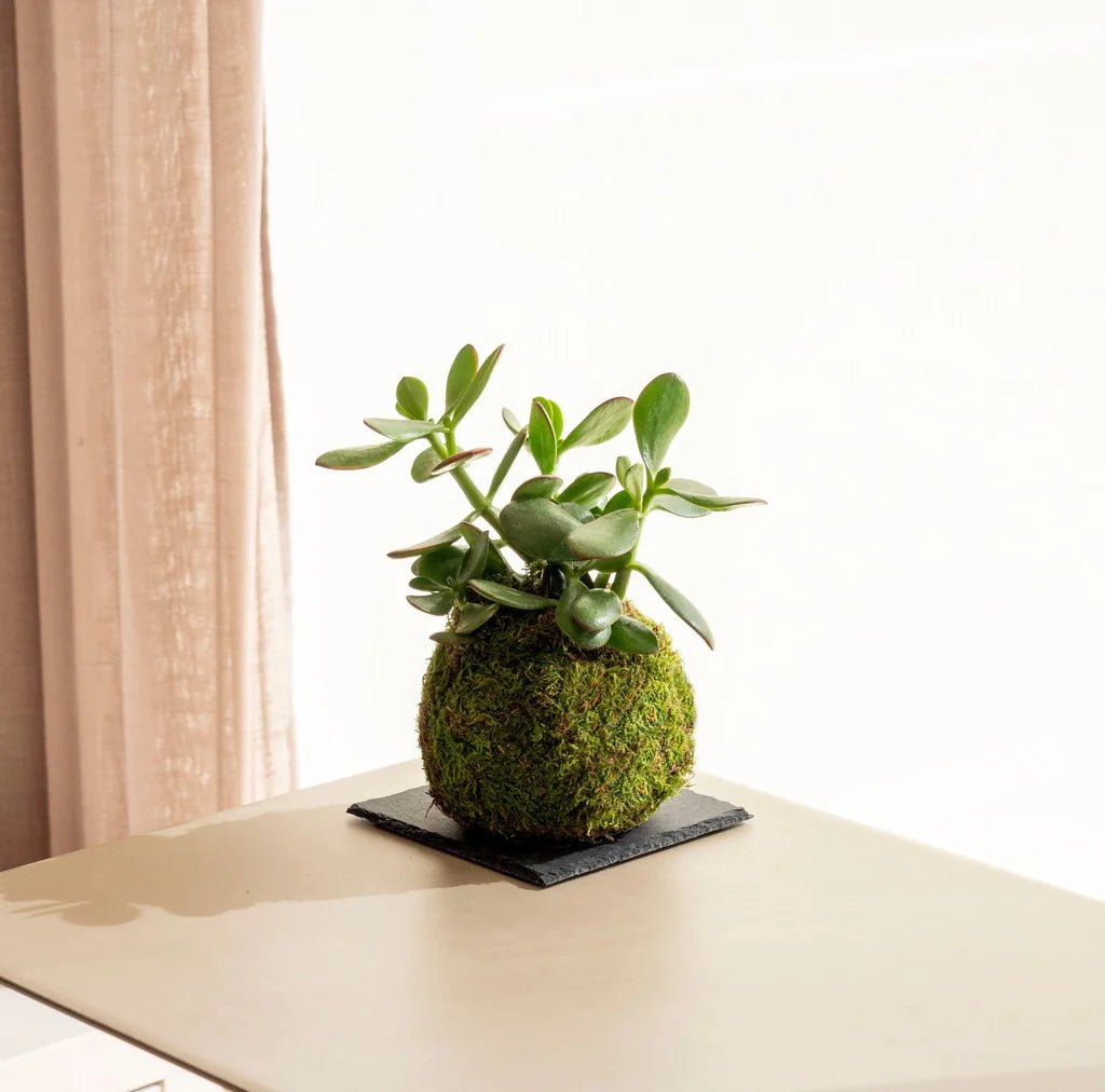 Kokedama's voor je terras: verheven natuur en elegante stijl