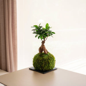 La kokedama - Omotesandō Plants