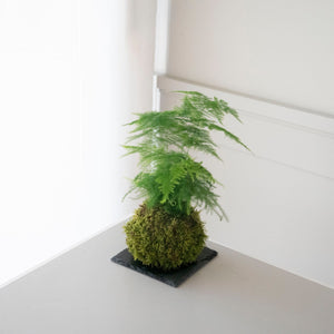 La kokedama Esparraguera, la trepadora verde - Omotesandō Plants