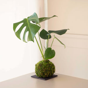 La kokedama Monstera - Omotesandō Plants