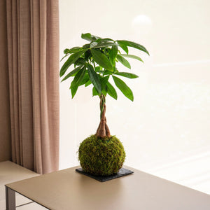 La kokedama Pachira - Omotesandō Plants