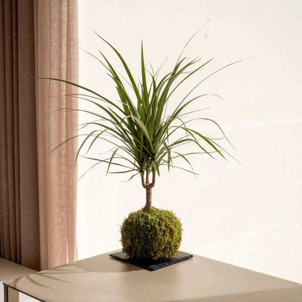 La Marginata kokedama - Omotesandō Plants