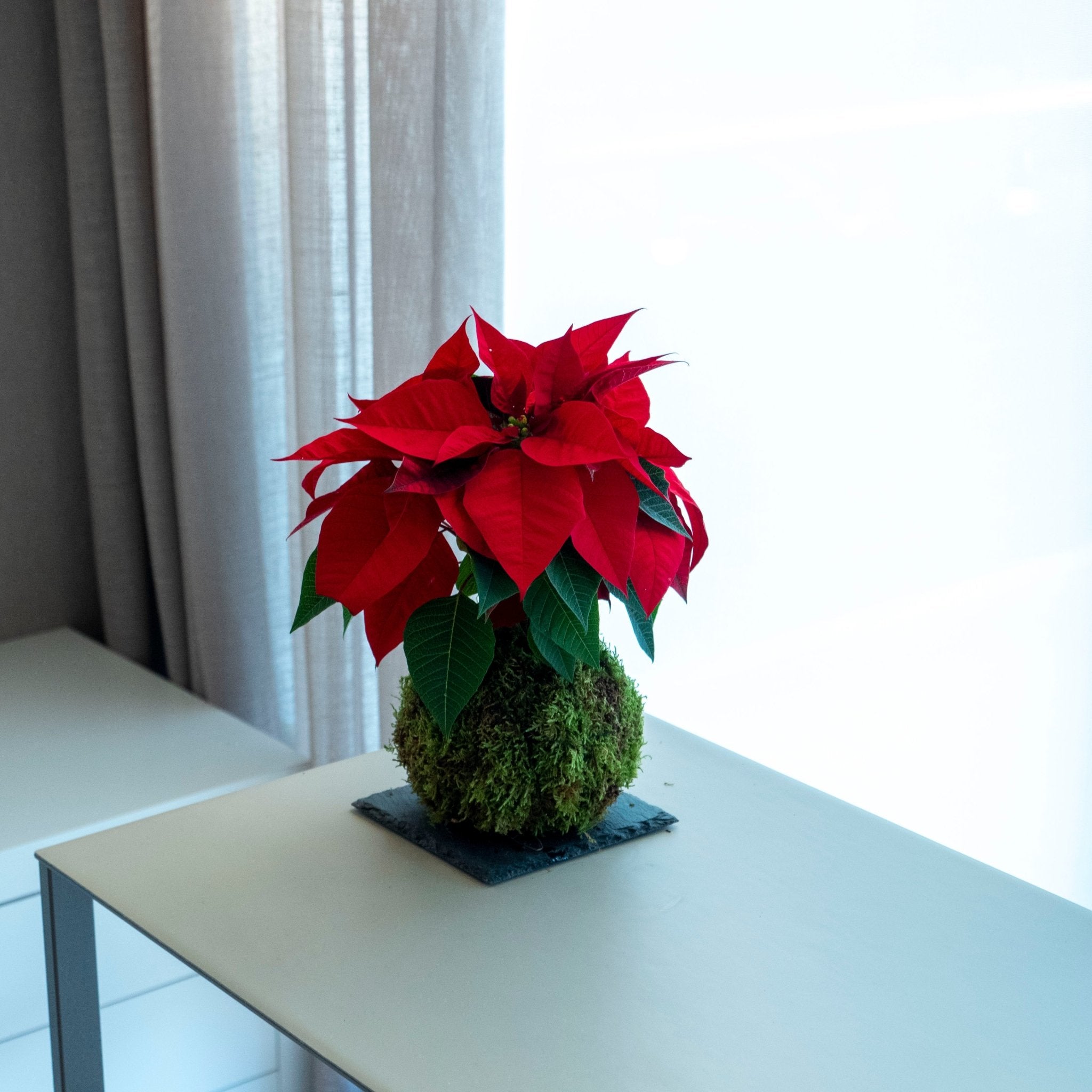 Weihnachtsstern kokedama