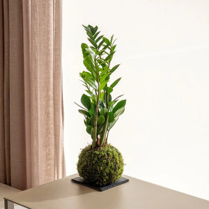 La Zamioculca kokedama - Omotesandō Plants