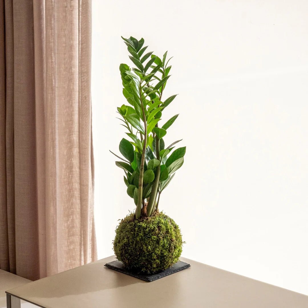 A Zamioculca kokedama