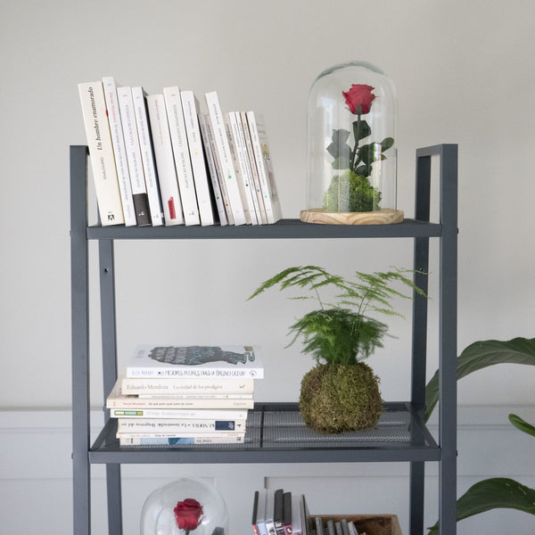 Las kokedamas como elemento de decoración - Omotesandō Plants