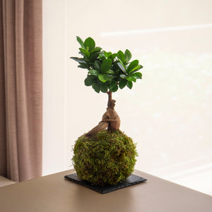 I kokedama più popolari delle piante di Omotesandō