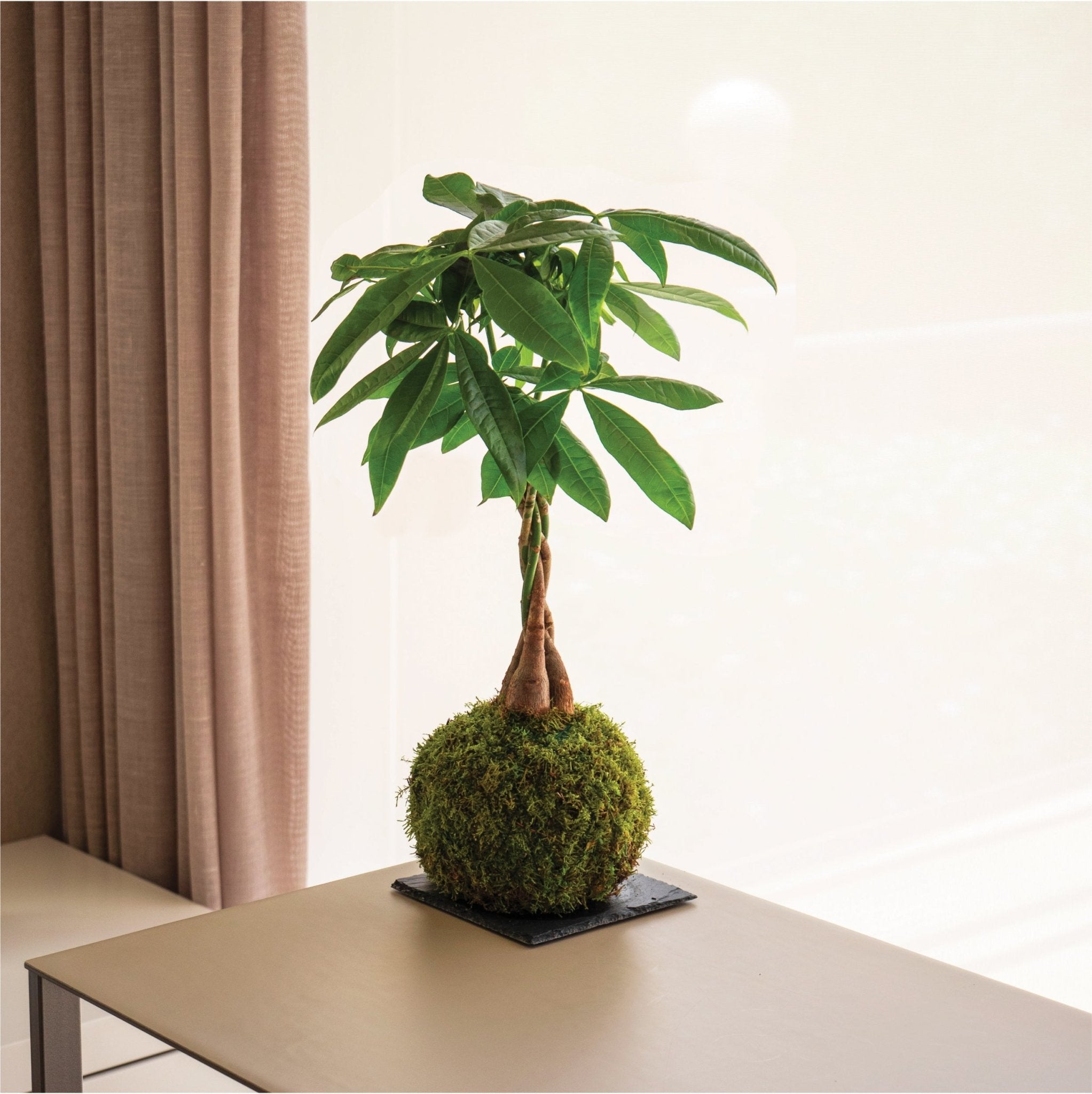 I kokedama possono vivere in casa?