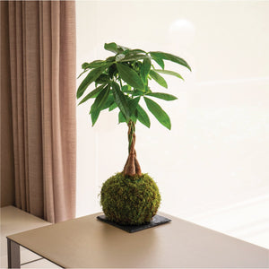 I kokedama possono vivere in casa?