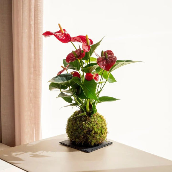 Mitos y curiosidades sobre el Anthurium - Omotesandō Plants