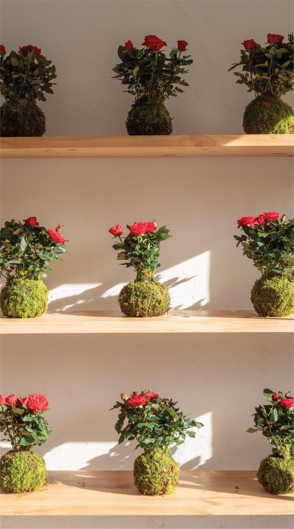 Colección De 3 Plantas De Rosas Perennes - Aromáticas, Resistentes Al Invierno, Para Jardín O Maceta