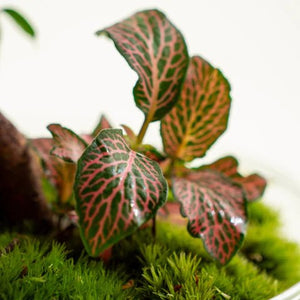 Plantas de Interior - Omotesandō Plants