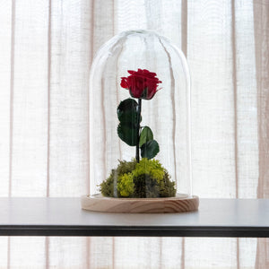 Can preserved roses be in humid environments or outdoors?