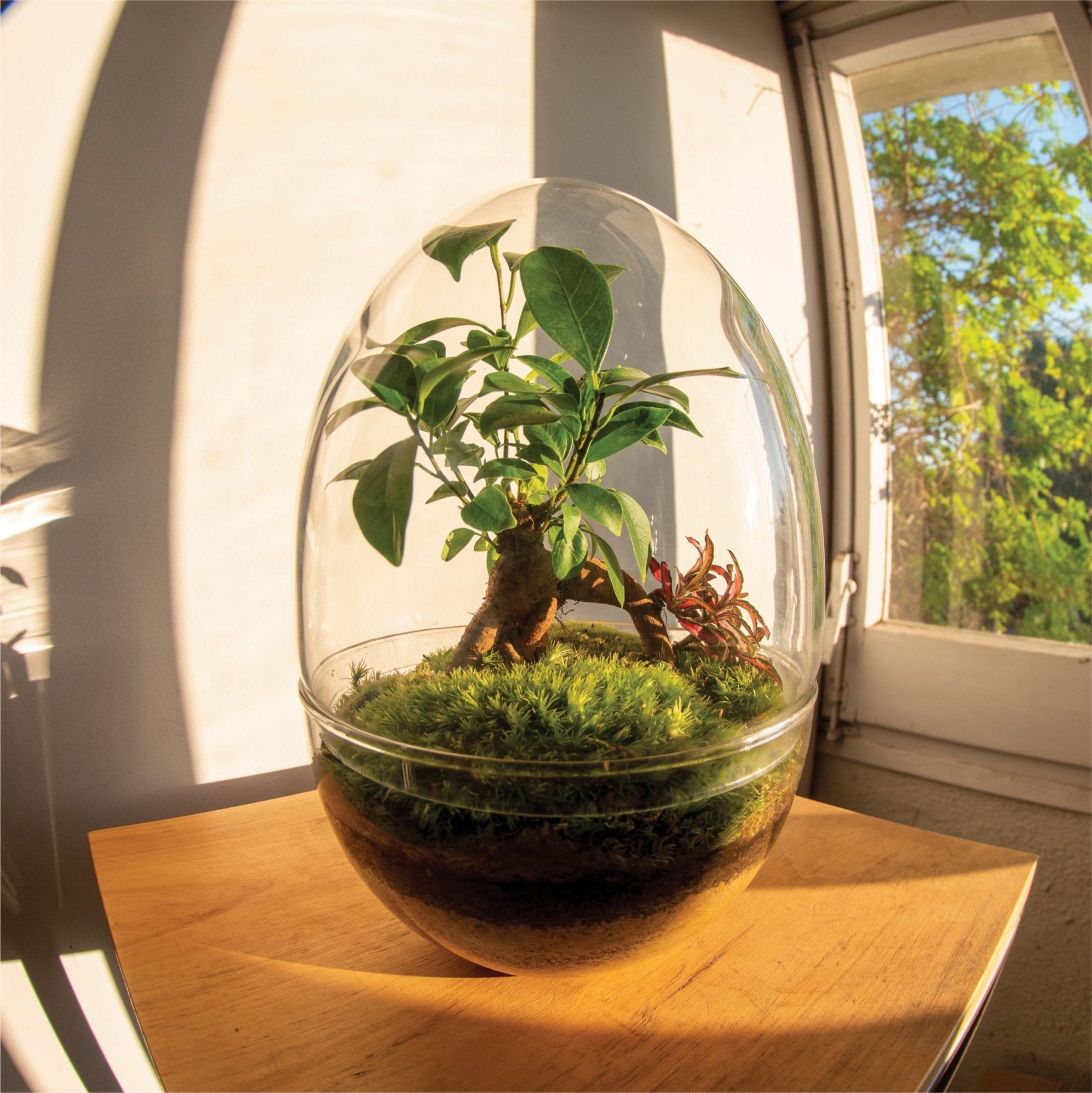 Was ist ein Garten in einer Schale oder einem Terrarium?